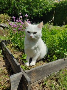Photo réalisation - Garde chat - Alexandre B. - Saint-Vaast-lès-Mello : Arya  dans le jardin