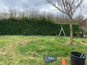 Photo de galerie - Taille de haies et d'arbustes