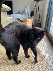 Photo de galerie - Visite quotidienne chat 