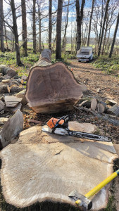 Photo de galerie - Abattage 