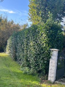 Photo de galerie - Taille de haies et d'arbustes