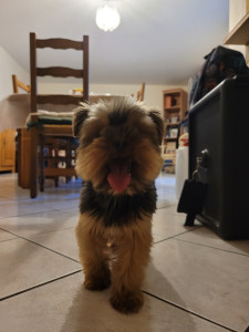 Photo de galerie - Adorable loulou