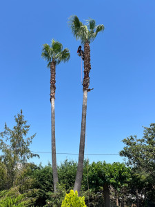 Photo de galerie - Elagage et coupe d'arbres