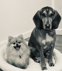 Photo de galerie - Un joli duo en garde : un Bruno du Jura et un petit Spitz, deux amours 