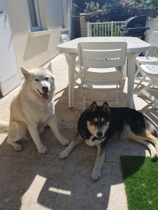Photo de galerie - J'ai régulièrement veillé sur Inka et Iron ainsi que de l'Home sitting lors des vacances des propriétaires. Grande balade et grosse dose d'amour et de calins pour ces deux husky ! ?