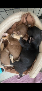 Photo de galerie - Mes 2 chihuahua !