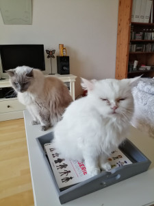 Photo de galerie - Garde chat