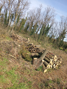 Photo de galerie - Elagage et coupe d'arbres