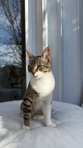 Photo de galerie - Garde de chat à votre domicile 