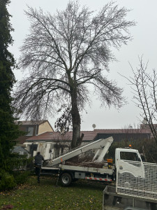 Photo de galerie - Elagage et coupe d'arbres