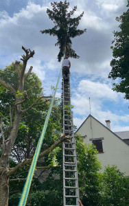 Photo de galerie - Elagage et coupe d'arbres