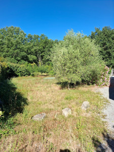 Photo de galerie - Terrain à débroussailler