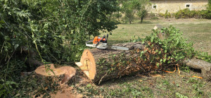 Photo de galerie - Abattage d'un arbre 