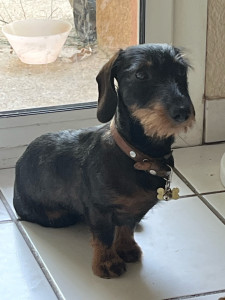 Photo de galerie - Garde animaux