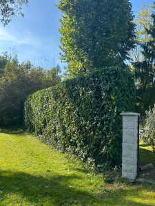 Photo de galerie - Après le taillage