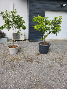 Photo de galerie - Tailles  d'agrumes 