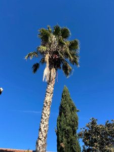 Photo de galerie - Nettoyage de palmier