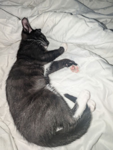 Photo de galerie - Mon rescapé pendant une semaine 