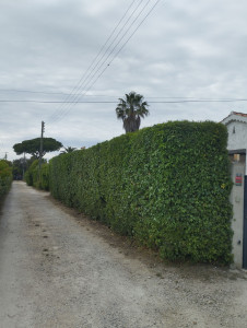 Photo de galerie - Taille de haie 