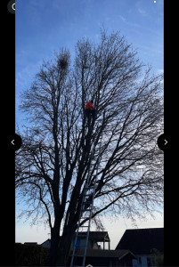 Photo de galerie - Elagage et coupe d'arbres