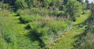 Photo de galerie - Tonte d'un terrain