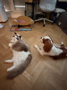 Photo de galerie - Garde animaux
