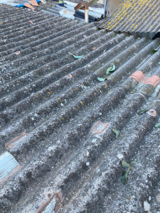 Photo de galerie - Elagage et coupe d'arbres