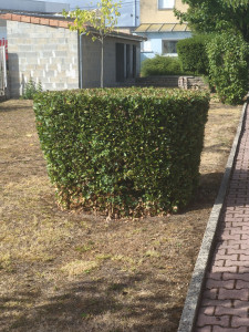 Photo de galerie - Taille faite finie. 