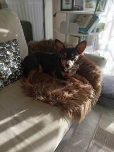 Photo de galerie - Garde chien