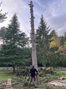 Photo de galerie - Abattage d’un sapin 