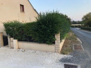 Photo de galerie - Taille de haies et d'arbustes