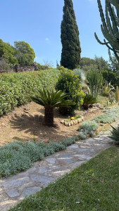 Photo de galerie - Débroussaillage de massif, couronnage cycas.   
