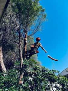 Photo de galerie - Elagage et coupe d'arbres