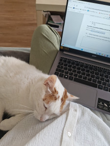 Photo de galerie - Visite à un chat