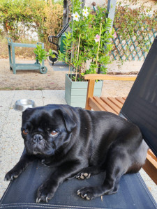 Photo de galerie - Garde chien