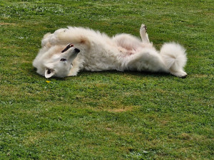 Photo de galerie - Garde de chien , grand jardin clos , vos loulou sont comme chez eux . 