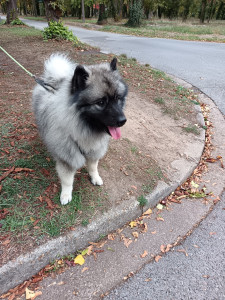 Photo de galerie - Garde chien