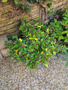 Photo de galerie - Skimmia