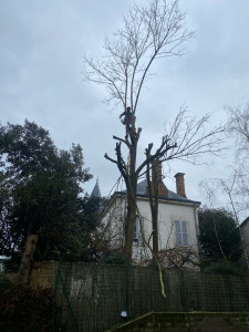 Photo de galerie - élagage d’un acacia 