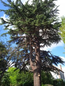 Photo de galerie - Elagage et coupe d'arbres