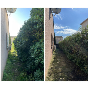 Photo de galerie - Elagage et coupe d'arbres