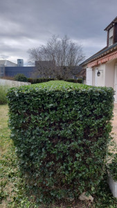 Photo de galerie - Voici une taille de haie linéaire 