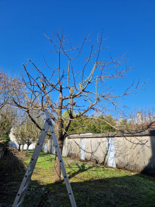 Photo de galerie - Elagage et coupe d'arbres