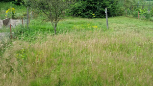 Photo de galerie - Tonte de pelouse - Débroussaillage