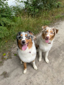 Photo de galerie - Mes 2 bergers australiens 