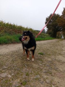 Photo de galerie - Voici Tina âgé de 2 ans 
