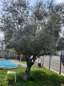 Photo de galerie - Elagage et coupe d'arbres