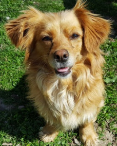 Photo de galerie - Oscar en garde