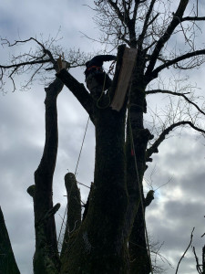 Photo de galerie - Abattage frêne multi-troncs