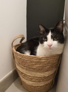 Photo de galerie - Garde animaux